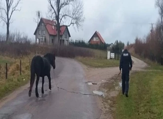 Policjanci schwytali… konia